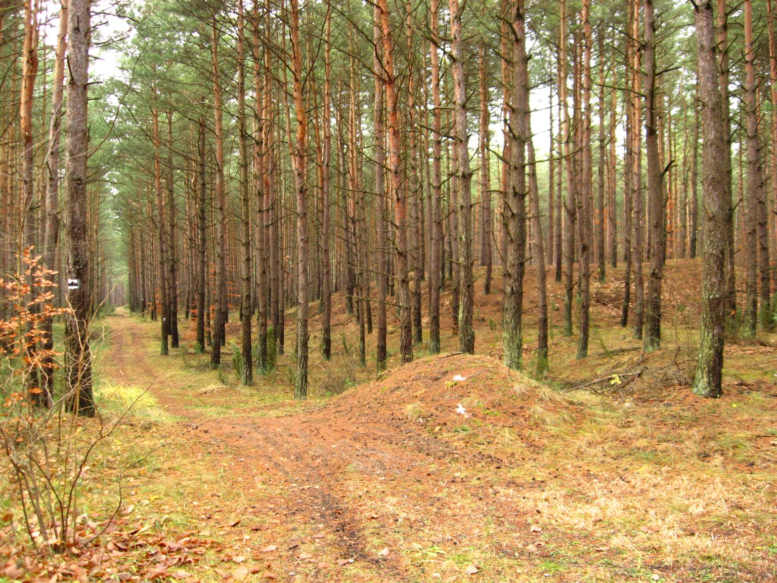 Ruiny prochowni w Ogrodzieńcu fot. R.Rębisz